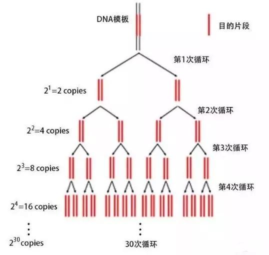 新冠PCR检测